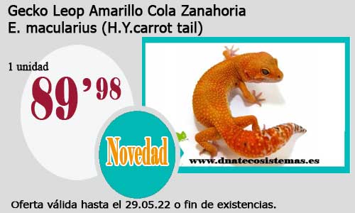 .Gecko Leop Amarillo Cola Zanahoria