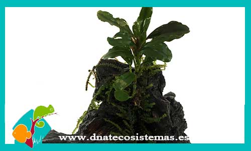 mini-tronco-bucephalandra-surtido-bucephalandra-plantas-para-acuarios-de-agua-dulce