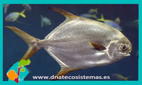 trachinotus-blochii-tienda-de-peces-online-peces-por-internet-mundo-marino-todo-marino