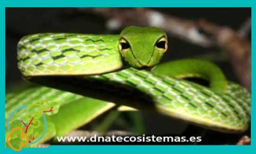 Serpiente Liana Oriental M-L CCEE