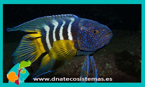 scolopsis-bleekeri-tiendaa-de-peces-online-peces-por-internet-mundo-marino-todo-marino-accesorios-bomba-skimmer-aliemnto-congelado