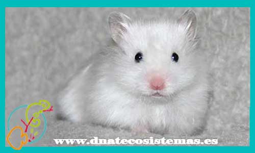 oferta-venta-hamster-comun-blanco-mesocricetus-auratus-tienda-de-mamiferos-baratos-online-venta-de-mascotas-economicas-por-internet-tienda-hamster-relago-online
