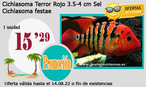 .Cichlasoma Terror Rojo 3.5-4 cm Sel