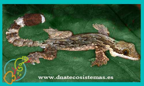 oferta-gecko-ptychozoon-kuhli-tienda-de-gecko-online-venta-reptiles-internet-tiendamascotasonline-barato