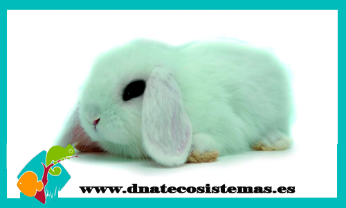 conejo-belier-blanco-pedigri-chip-tienda-conejo-online-accesorios-juguetes-comida-golosinas-conejos