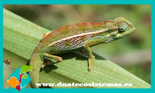 camaleon-de-montana-de-elliot-chamaeleo-ellioti-tienda-de-reptiles-online