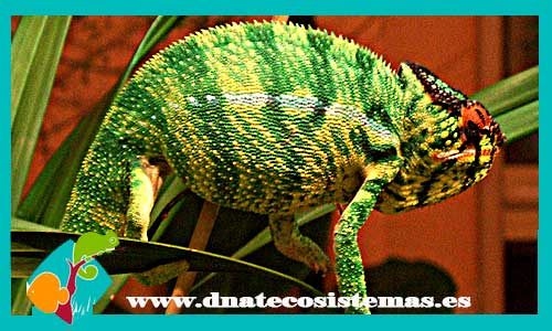 camaleon-pantera-macho-furcifer-pardalis-v-nosy-mitsio-macho-tienda-venta-de-reptiles-online