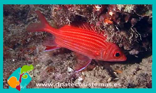 sargocentron-tiereoides-tienda-de-peces-online-peces-por-internet-mundo-marino-todo-marino