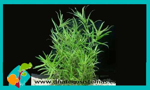 hernanthera-zosterifolia-plantas-para-acuarios-de-agua-dulce