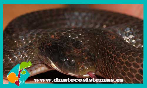 serpiente-heraldica-crotaphopeltis-hotamboeia-tienda-de-reptiles-online-venta-de-serpientes-online