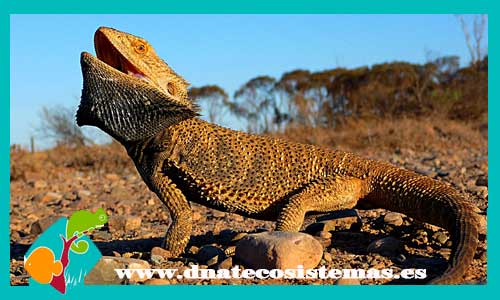 dragon-barbudo-australiano-pogona-vitticeps-venta-tienda-de-reptiles