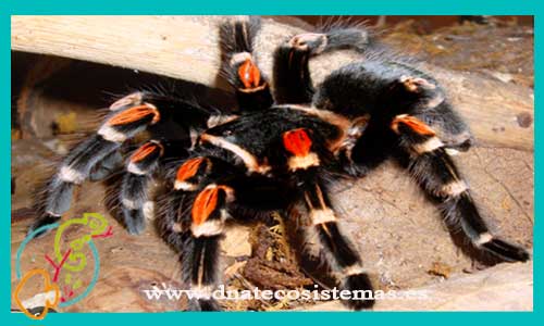 oferta-venta-tarantula-auratum-brachypelma-auratum-smithi-tienda-tarantulas-baratas-online-tienda-grillos-venta-alimento-vivo-spider-tarantule