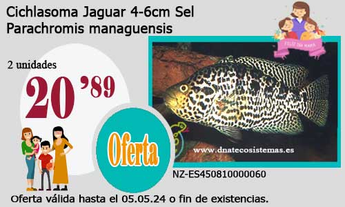 Cichlasoma Jaguar  4-6cm Sel.