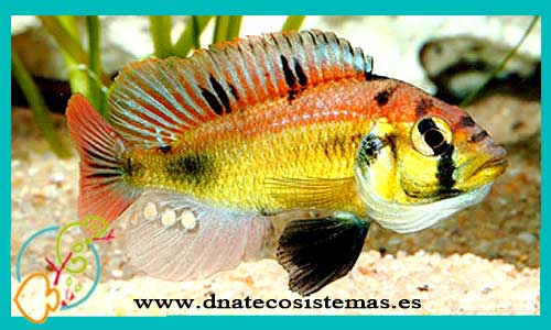 oferta-venta-haplochromis-yellow-belly-5cm-ccee-haplochromis-obliquidens-nyererei-latifasciatus-tienda-peces-online-venta-cromis-por-internet-tienda-mascotas-peces-ciclidos-rebajas-con-envio