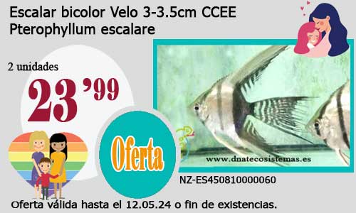 Escalar bicolor Velo 3-3.5cm CCEE.