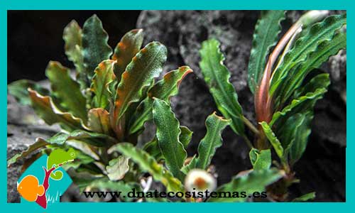 bucephalandra-alamanda-v3-dark-bucephalandra-plantas-para-acuarios-de-agua-dulce