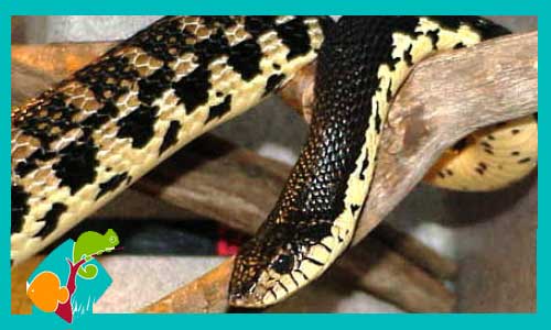 serpiente-toro-de-madagascar-leioheterodon-madagascariensis-tienda-de-reptiles-online-venta
