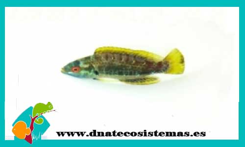 cirrhilabrus-punctatus-peces-labridos-marinos-tienda-de-peces-online