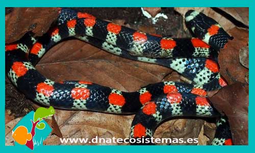 serpiente-falsa-coral-scolecophis-atrocinctus-tienda-de-reptiles-online-venta