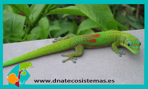 gecko-diurno-dorado-verde-y-rojo-phelsuma-laticuada-venta-tienda-de-reptiles-online
