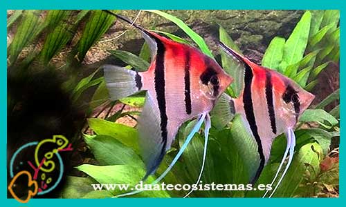 oferta-venta-altum-manacapuru-super-red-3cm-ccee-pterophyllum-scalare-redback-tienda-peces-escalares-baratos-online-venta-peces-tropicales-economicos-por-internet-tienda-mascotas-dnatecosistemas-rebajas-online