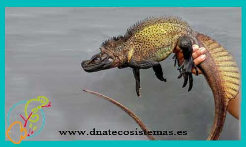 oferta-venta-dragon-velado-s-hydrosaurus-amboinensis-tienda-de-reptiles-baratos-online-venta-de-dragones-acuaticos-economicos-por-internet-tienda-de-largatos-rebajas-online