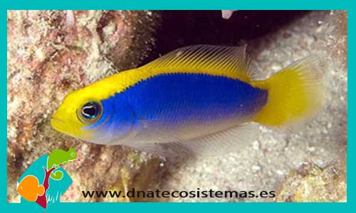 pseudochromis-flavivertex-tienda-de-peces-online-peces-por-internet-mundo-marino-peces-marino