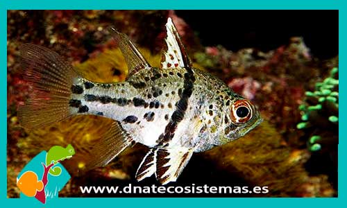 sphaeramia-orbicularis-venta-peces-online-baratos-marinos