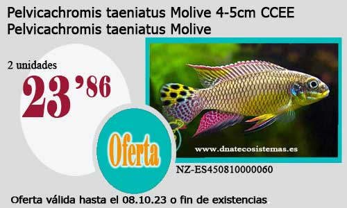 Pelvicachromis taeniatus Molive 4-5cm CCEE.