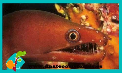 echelycore-carychroa-tienda-de-peces-online-peces-por-internet-mundo-marino-todo-marino-comida-congelada-skimer-filtro-bomba-acondicionador-test-fluorescente-pantalla