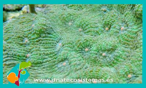 acanthastrea-lordhowensis-coral-duro-coral-blando-tienda-de-peces-online-peces-por-internet-coral-peces-de-agua-salada-mundo-marino-filtro-sal-bomba-termocalentador-uv-alimento-congelado