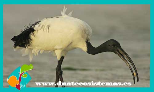 ibis-sagrado-threskiornis-aethiopicus-bengali-rojo-venta-prohibida