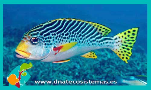 plectorhinchus-lineatus-tienda-de-peces-online-peces-por-internet-mundo-marino-todo-marino