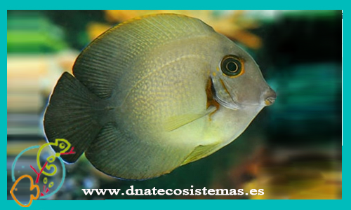 acanthurus-chronixis-cronixis-tienda-de-peces-online-peces-cirujanos-peces-online-peces-marinos-accesorios-comida-congelada-skimmer-
