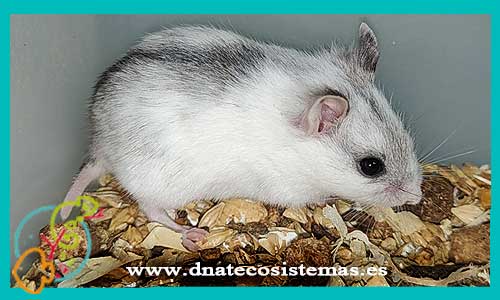 oferta-venta-hamster-chino-blanco-cricetulus-griseus-tienda-de-mamiferos-baratos-online-venta-de-mascotas-economicas-por-internet-tienda-hamster-relago-online