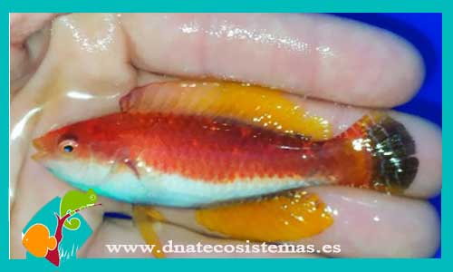 cirrhilabrus-filamentosus-6-8cm-tienda-de-peces-online-peces-por-internet-mundo-marino-todo-marino