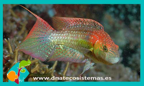 cheilinus-bimaculatus-tienda-de-peces-online-peces-por-internet-mundo-marino-todo-marino