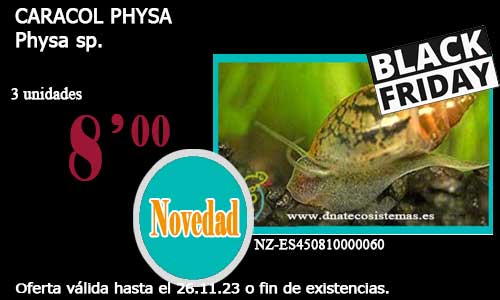CARACOL PHYSA.