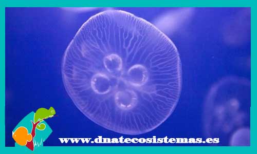 aurelia-aurita-medusa-luna-tienda-de-medusas-trochus-maculatus-pyamids-caracol-caracola-tienda-de-peces-online-peces-por-internet-mundo-marino-acuario-skimmer-alimento-vivo-comida-seca-congelada-luces-fluorescentes-bomba