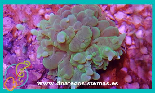 oferta-euphyllidae-spp-tienda-de-coral-duro-economico-online-venta-de-corales-baratos-por-internet-tiendamascotasdnatecosistemaonline-oferta