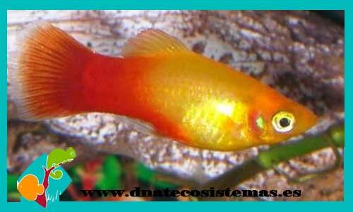 platy-maculatus-sol-md-ccee