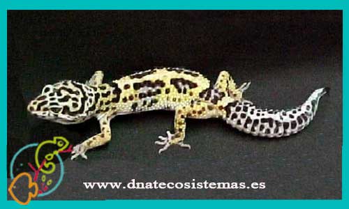 oferta-venta-gecko-leopardo-jungle-eublepharis-macularius-tienda-de-reptiles-baratos-online-venta-de-geckos-economicos-por-internet-tienda-mascotas-rebajas-online