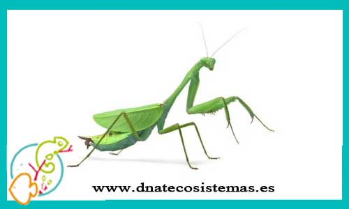 oferta-venta-mantis-macromantis-hyalina-tienda-mantis-online-venta-insectos-por-internet-tiendamascotasonline-venta-invertebrados-internet-barato