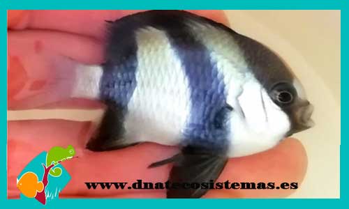 venta-dascyllus-aruanus2-3cm-tienda-de-peces-online-peces-por-internet-mundo-marino-todo-marino