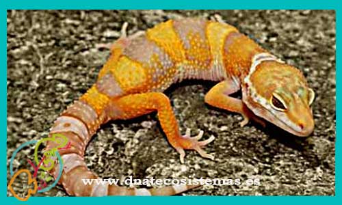 oferta-venta-gecko-leopardo-amarillo-chocolate-eublepharis-macularius-h-yellow-tienda-de-reptiles-baratos-online-venta-de-geckos-economicos-por-internet-tienda-mascotas-rebajas-online