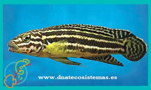 oferta-venta-julidochromis-regani-kachese-5-6cm-marlieri-magara-black-dickfeldi-transcriptus-tienda-peces-baratos-online-venta-peces-lago-tanganica-por-internet-tienda-mascotas-peces-africanos-rebajas