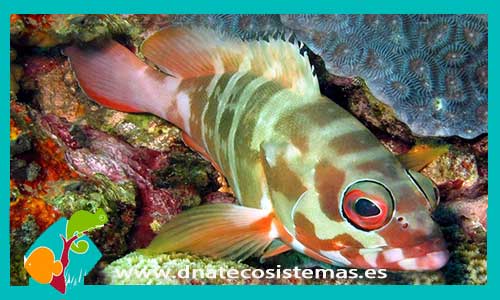 epinephelus-fasciata-tienda-de-peces-online-peces-por-internet-mundo-marino-accesorios-comida-alimento-congelado-medica