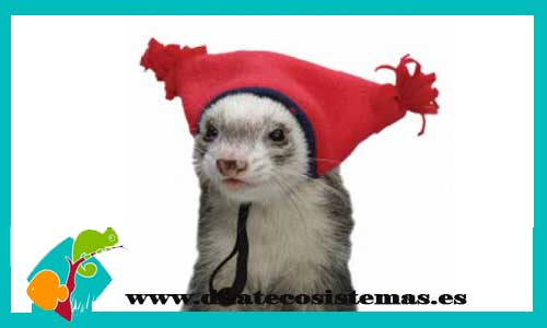 sombrero-rojo-para-huron-marshall-tassel-hat-tienda-online-accesorios-huron