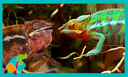 camaleon-pantera-furcifer-pardalis-pareja-dnatecosistemas-ventaonline-venta-de-reptiles-internet-reptiles-baratos-terrarios-camaleon-tienda-reptiles
