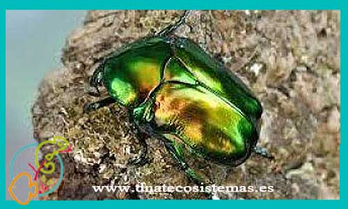 oferta-escarabajo-arbol-de-te-cetonischema-aeruginosa-tienda-invertebrados-online-venta-insectos-por-internet-tiendamascotasonline-tiendaanimalesinternet-barato